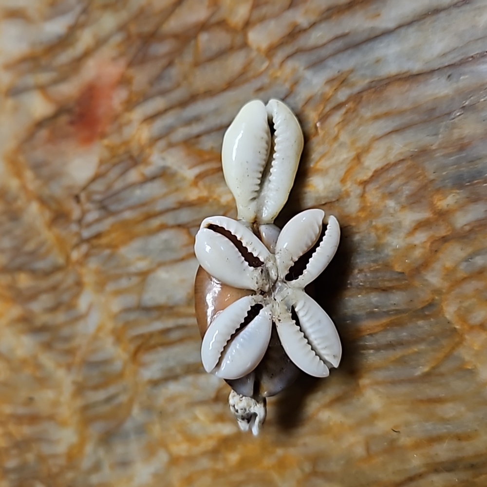 Small Shell Turtle - Picture 3 of 3